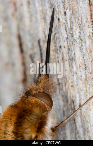 Grandi bee fly (Bombylius major), macroshot di lunga sucker, Germania Foto Stock