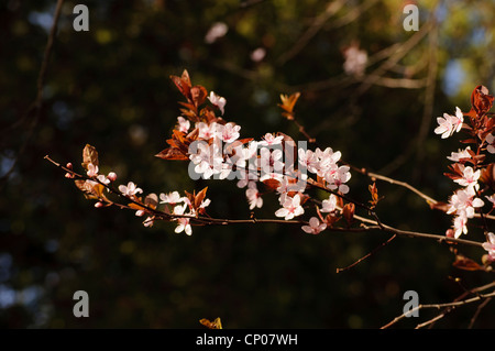 Albero di prugna Fiore Foto Stock