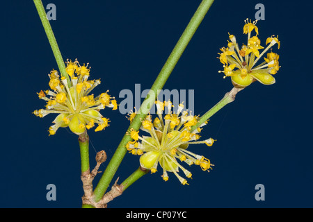 Corniolo legno (Cornus mas), filiale di fioritura, Germania Foto Stock