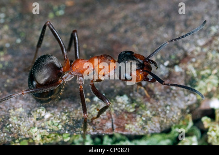 Legno formica (Formica rufa), seduto a terra, Germania Foto Stock