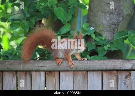 Unione scoiattolo rosso, Eurasian red scoiattolo (Sciurus vulgaris), seduto su un giardino recinto, Germania Foto Stock