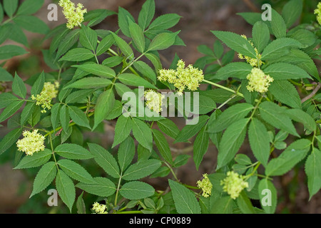 Rosso europeo di sambuco (Sambucus racemosa), fioritura, Germania Foto Stock