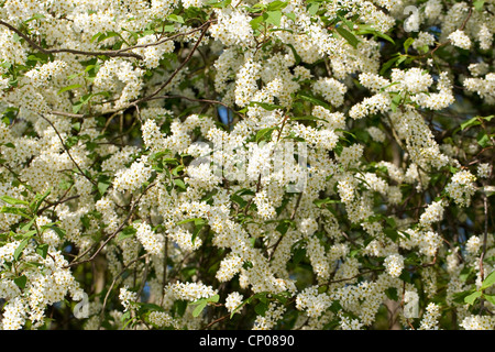 Uccello europeo ciliegio (Prunus padus, Padus avium), rametti fioriti, Germania Foto Stock