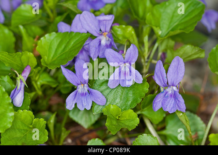 Inizio dog-violetto (viola reichenbachiana), fioritura, Germania Foto Stock