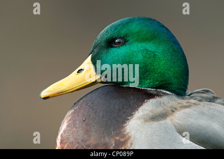 Il germano reale (Anas platyrhynchos), drake, ritratto, in Germania, in Renania settentrionale-Vestfalia Foto Stock