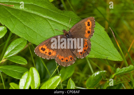 Arran brown, Ringlet butterfly (Erebia ligea), seduta su una foglia, Germania Foto Stock
