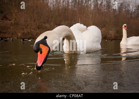 Cigno (Cygnus olor), su un lago ghiacciato, in Germania, in Renania settentrionale-Vestfalia Foto Stock