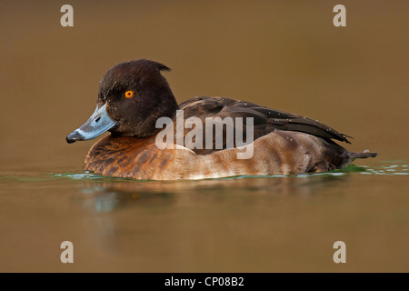 Moretta (Aythya fuligula), nuoto femminile, in Germania, in Renania settentrionale-Vestfalia Foto Stock