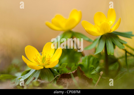 Aconitum invernale (Eranthis hyemalis), fioritura, Germania Foto Stock