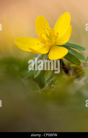 Aconitum invernale (Eranthis hyemalis), fioritura, Germania Foto Stock