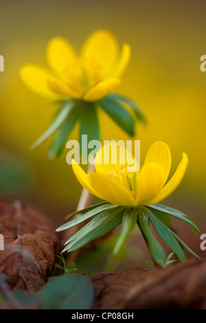 Aconitum invernale (Eranthis hyemalis), fioritura, Germania Foto Stock