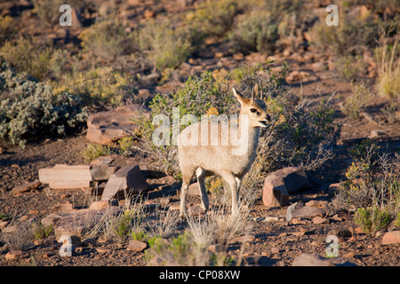 Klippspringer (Oreotragus oreotragus), nel deserto semi, Sud Africa, Eastern Cape, Karoo National Park, Beaufort West Foto Stock