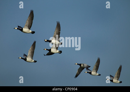 Barnacle goose (Branta leucopsis), gruppo al cielo, Germania Foto Stock