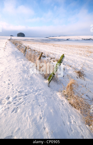 Inverno mattina scena sui bassi di Marlborough con fresca neve spazzate dal vento sulla terra e le tracce degli animali in primo piano Foto Stock