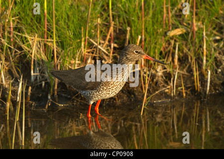 Comune (redshank Tringa totanus), in piedi in acqua poco profonda, Germania Foto Stock