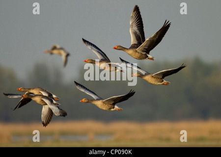 Graylag goose (Anser anser), volare group, Germania Foto Stock