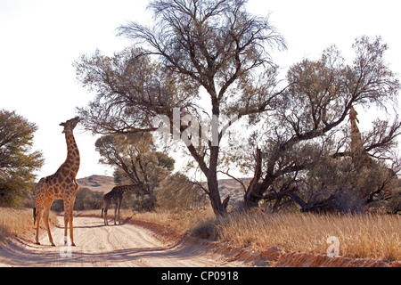 Cape giraffe (Giraffa camelopardalis giraffa), giraffe navigando in corrispondenza di un albero waysides, Sud Africa, Northern Cape, Kgalagadi Transfrontier-Nationalpark, Askham Foto Stock