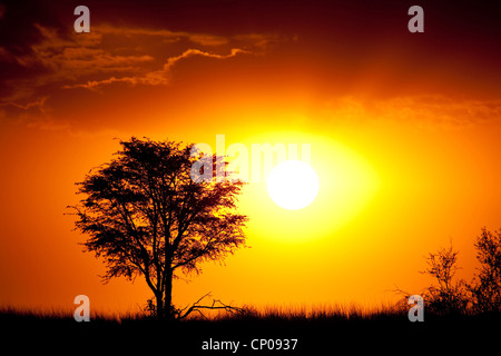 Albero al tramonto, Sud Africa, Northern Cape, Kgalagadi transfrontaliera Parco Nazionale, Askham Foto Stock