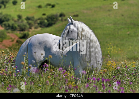 Arabian Thorougbred, riproduttori di razza di cavalli arabi (Equus przewalskii f. caballus), stallone su un prato di fiori, Germania Foto Stock