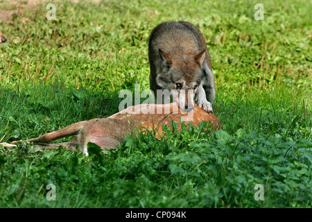 Unione lupo (Canis lupus lupus), lupo alimentazione su un daino, Germania Foto Stock