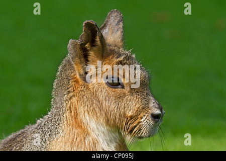 Nasello di Patagonia cavy (Dolichotis patagonum), ritratto, Germania Foto Stock