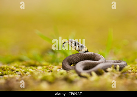 Biscia dal collare (Natrix natrix), capretti colpetti, in Germania, in Renania Palatinato Foto Stock