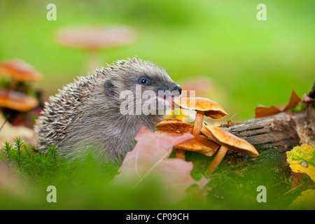 Western riccio, Europeo riccio (Erinaceus europaeus), mangiare un fungo, in Germania, in Renania Palatinato Foto Stock