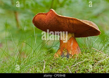 Bolete tratteggiata, Scarletina bolete, punteggiata bolete dello stelo (Boletus erythropus, Boletus luridiformis), in Germania, in Renania Palatinato Foto Stock