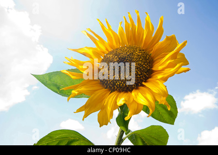 Comune di girasole (Helianthus annuus), fioritura, Germania Foto Stock