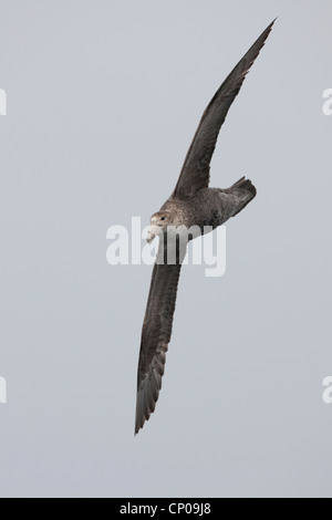 Giant-Petrel meridionale (Macronectes giganteus), i vecchi immaturi in volo in Scozia Mare. Foto Stock