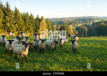 Gli animali domestici delle specie ovina (Ovis ammon f. aries), gregge di pecore al pascolo, in Germania, in Renania Palatinato Foto Stock