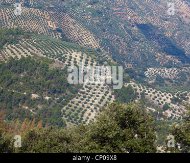 Oliveti vicino Burunchel, El Parque Natural de las Sierras de Cazorla, Segura y Las Villas,Provincia di Jaen, Andalusia, Spagna Foto Stock