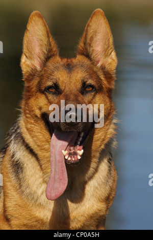Pastore Tedesco cane (Canis lupus f. familiaris), ansimando, Germania Foto Stock