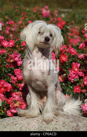Chinese Crested Dog (Canis lupus f. familiaris), 16 mesi singoli davanti a una siepe di rose Foto Stock