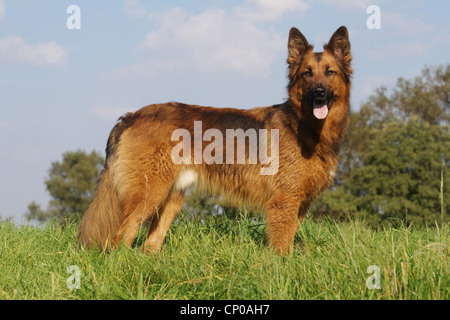 Pastore Tedesco cane (Canis lupus f. familiaris), Pastore di razza cane in Prato Foto Stock
