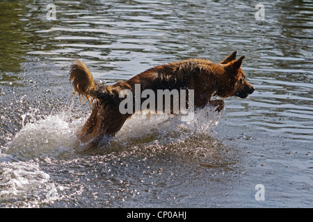 Pastore Tedesco cane (Canis lupus f. familiaris), Pastore di razza mista di salto del cane attraverso l'acqua Foto Stock