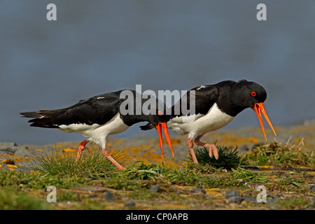 Paleartica (oystercatcher Haematopus ostralegus), due oystercatchers ramage, Paesi Bassi, Frisia Foto Stock