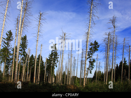 Abete (Picea abies), storm le perdite in una foresta di abeti rossi dopo Kirill 2007, Germania, Eifel National Park Foto Stock
