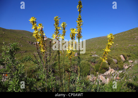 Asfodelo giallo (Asphodeline lutea), fioritura, Grecia, Lesbo Foto Stock