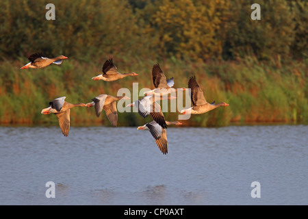 Graylag goose (Anser anser), volare group, Paesi Bassi, Frisia Foto Stock