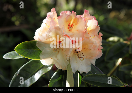 Rhododendron Horizon Monarch Foto Stock