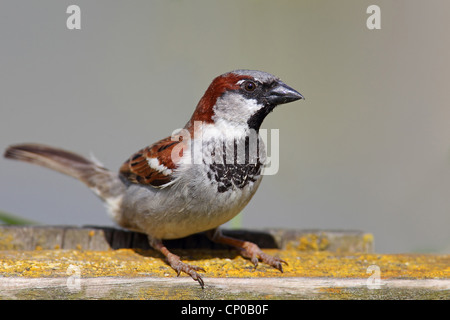 Casa passero (Passer domesticus), maschio su un recinto, Paesi Bassi, Frisia Foto Stock