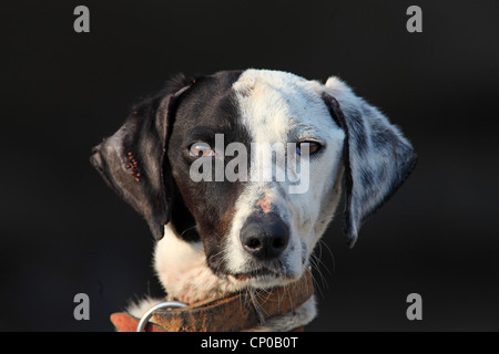 Razza cane (Canis lupus f. familiaris), bianco e nero cane, ritratto Foto Stock