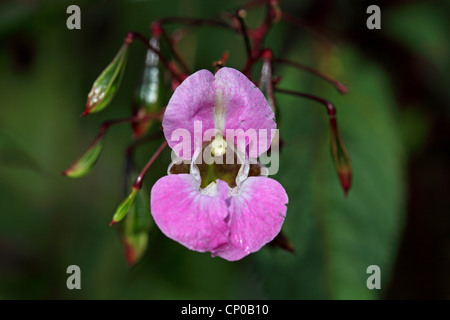 Balsamo himalayana, Indiano balsamo, rosso jewelweed, jewelweed ornamentali, poliziotto del casco (Impatiens glandulifera), fiore, Germania Foto Stock