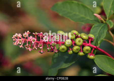 Poke root, pokeweed comune, Virginian poke (phytolacca americana, phytolacca decandra), infiorescenza con giovani frutti, Spagna Estremadura Foto Stock