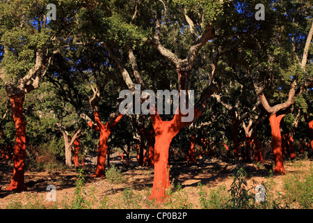 Quercia da sughero (Quercus suber), appena sbucciata querce da sughero, Spagna Foto Stock