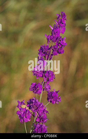 Viola, mullein mullein ornamentali (Molène phoeniceum), infiorescenza, Bulgaria, Kaliakra Foto Stock