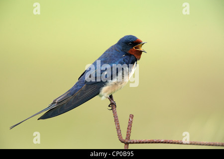 Barn swallow (Hirundo rustica), cantando, Grecia, Lesbo Foto Stock