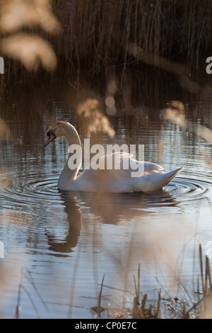 Cigno (Cygnus olor). Nuoto tra Reed (Brds Phramites sp. ). Foto Stock