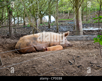 Seminare suino con maialino che stabilisce nel fango Foto Stock